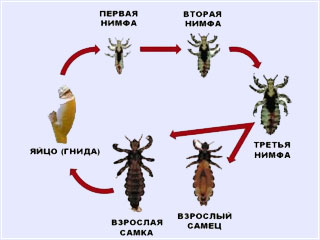 Вши