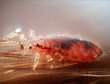 Почему чаще всего вши появляются у детей? Способы их лечения